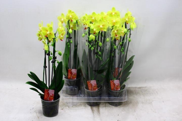 <h4>PHAL EL CASCADE</h4>