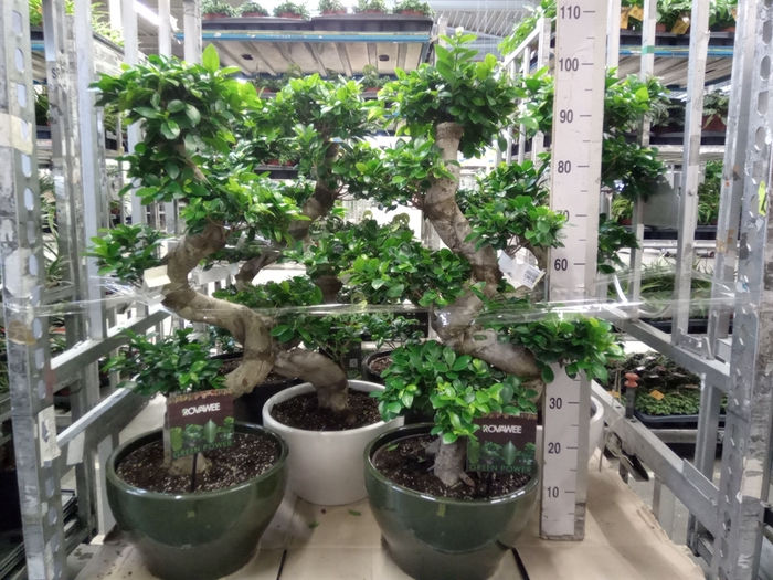 Ficus microcarpa   ...