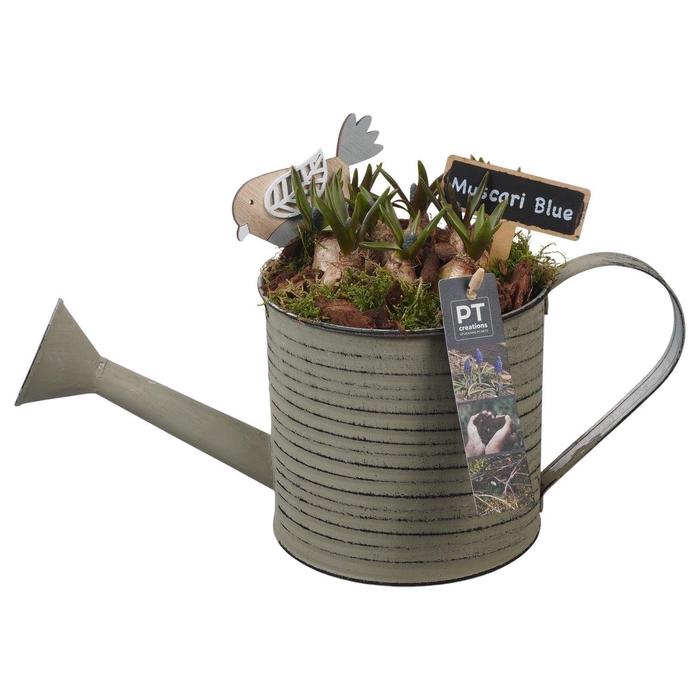 <h4>Arr. Muscari L%</h4>