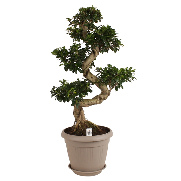 <h4>Ficus m. Ginseng in ø25cm Deco pot with Saucer S-Shape</h4>