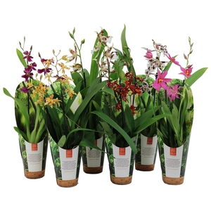 Inca Orchid mix 2 spike 9cm luxury jungle cover