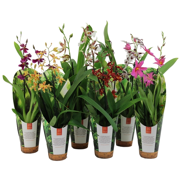 Inca Orchid mix 2+ spike 9cm luxury cover