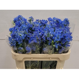 DELPH EN M MAR BLUE