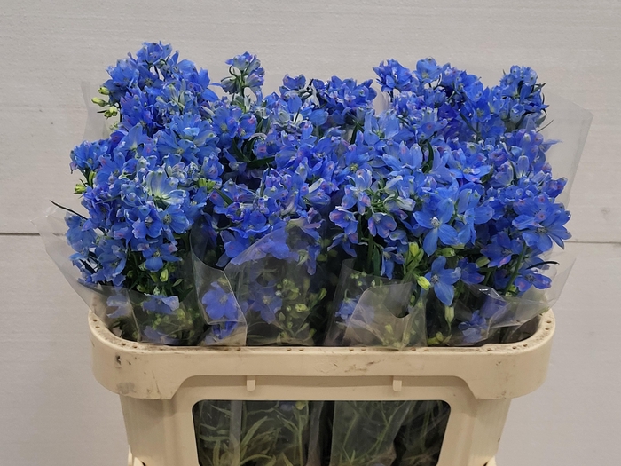 <h4>DELPH EN M MAR BLUE</h4>