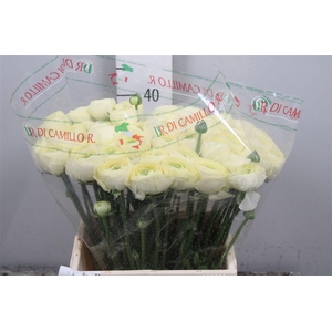 Ran Cl Su Commedia Ex