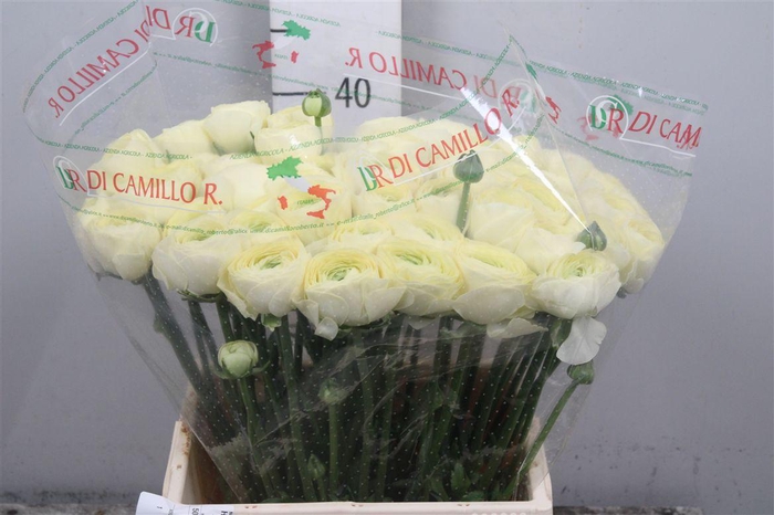 <h4>Ran Cl Su Commedia Ex</h4>