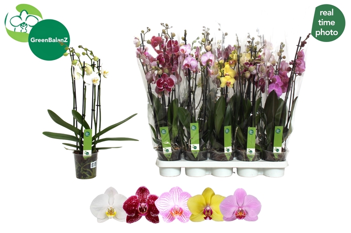 <h4>PHAL GEM 5 KL</h4>