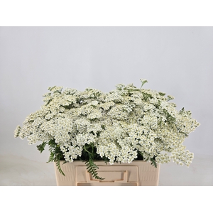 ACHIL M WHITE BEAUTY