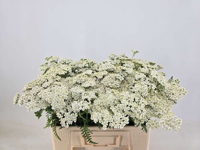 <h4>ACHIL M WHITE BEAUTY</h4>