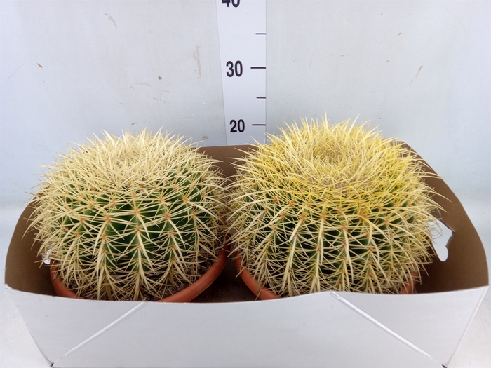 <h4>Echinocactus grusonii</h4>