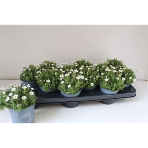 SAXIF AR IC PEARL WH