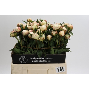 Paeonia Festiva Maxima