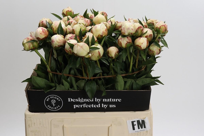 <h4>Paeonia Festiva Maxima</h4>