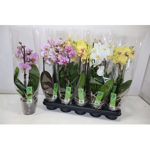 Phal Gem