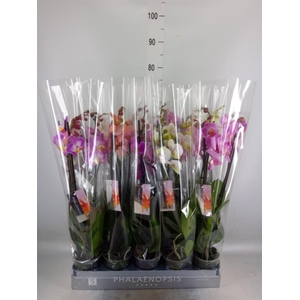 Phalaenopsis   ...mix  8