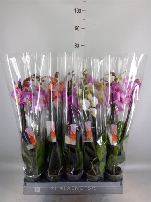 <h4>Phalaenopsis   ...mix  8</h4>