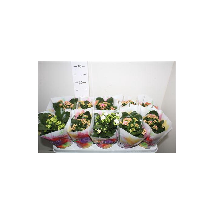 <h4>Kal Ge Gem 6 Kl</h4>