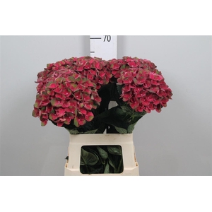 Hydr M Mag Charlotte