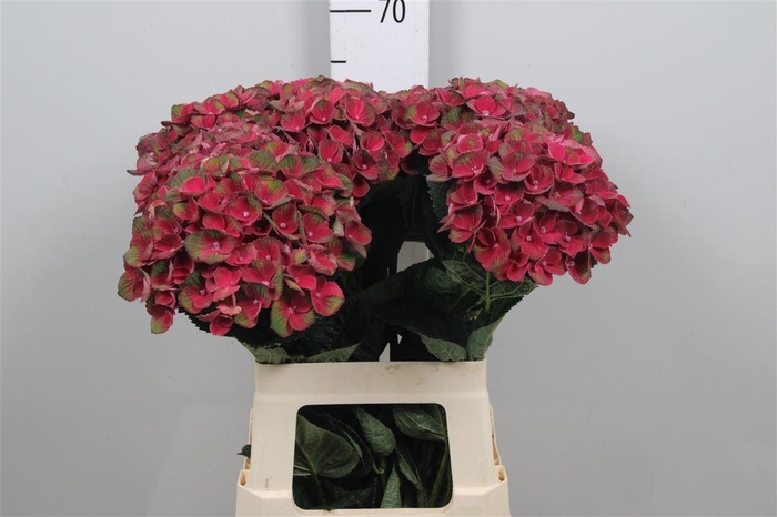 <h4>Hydr M Mag Charlotte</h4>