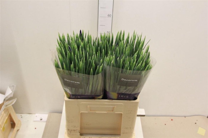 <h4>Iris Blue Magic</h4>