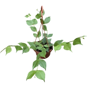 Hoya polyneura