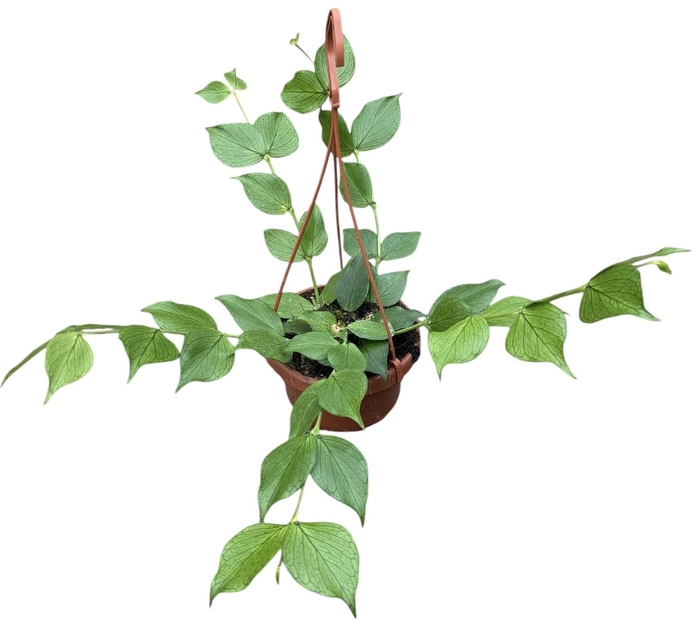<h4>Hoya polyneura</h4>