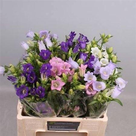 <h4>Camp Medium Gem</h4>