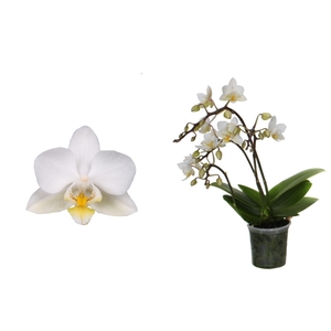 Phal Tiny Dolls Wild Wit 3/4T18+ zonder Aqu@