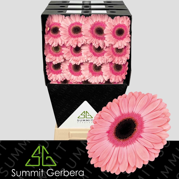 <h4>Gerbera Debut Diamond</h4>