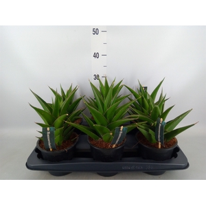 Sansevieria cyl.  ...