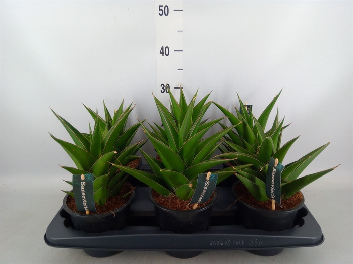 <h4>Sansevieria cyl.  ...</h4>