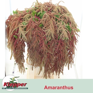 Amar Ca Coral Fountain