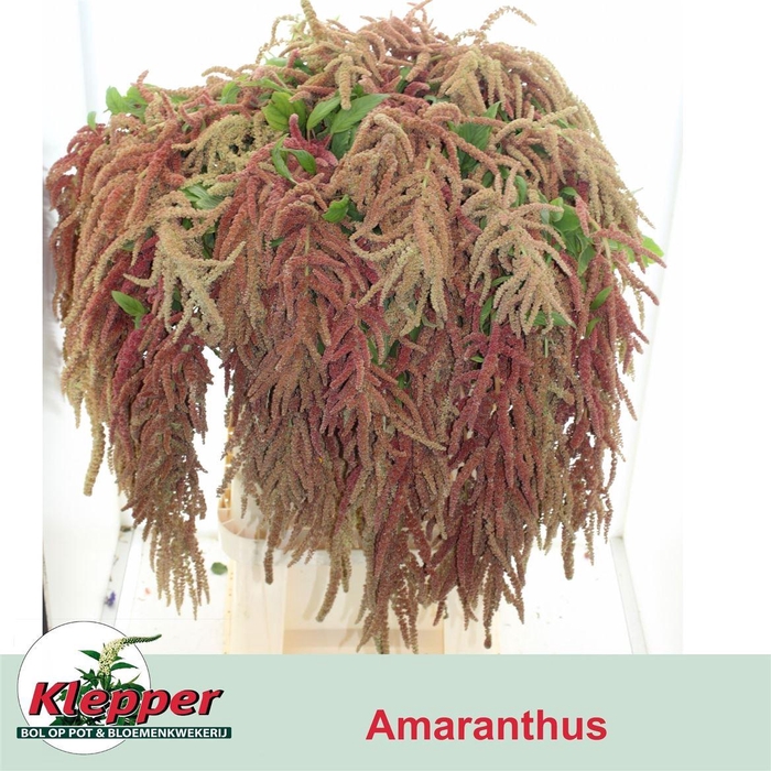 <h4>Amar Ca Coral Fountain</h4>