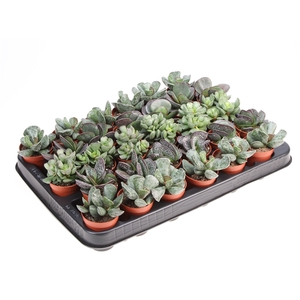 Adromischus mix