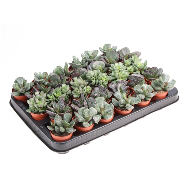 <h4>Adromischus mix</h4>