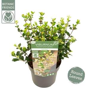 Viburnum Fairy Stars®