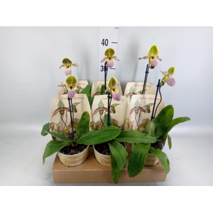 Paphiopedilum   ...multiflower mix