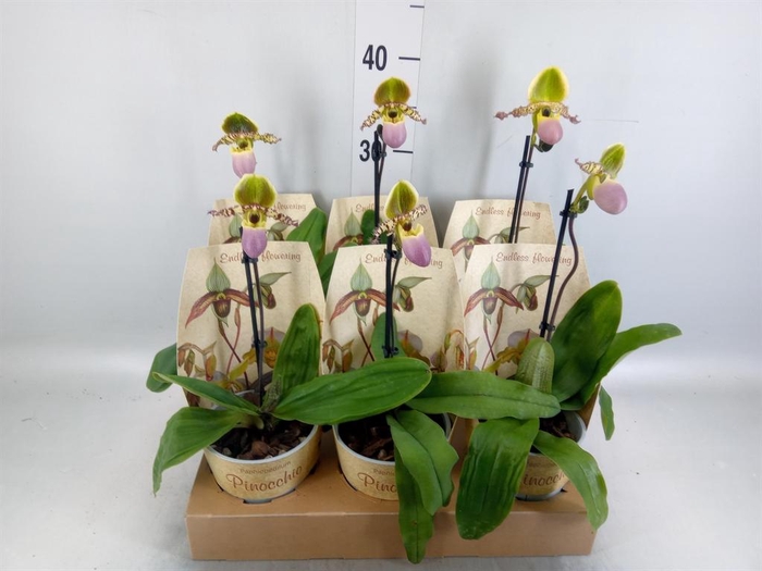 <h4>Paphiopedilum   ...multiflower mix</h4>