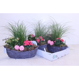 ARR TUINPLANTEN