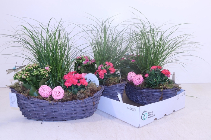 <h4>ARR TUINPLANTEN</h4>