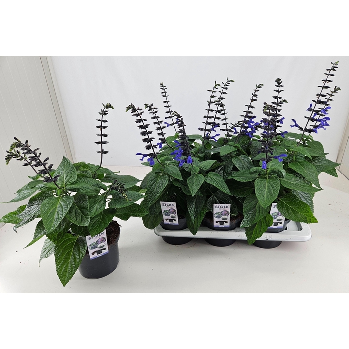 <h4>SALVIA BLACK & BLOOM</h4>