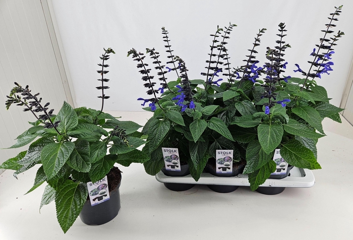 SALVIA BLACK & BLOOM