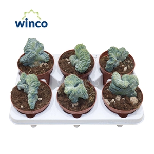 CACTUS OV