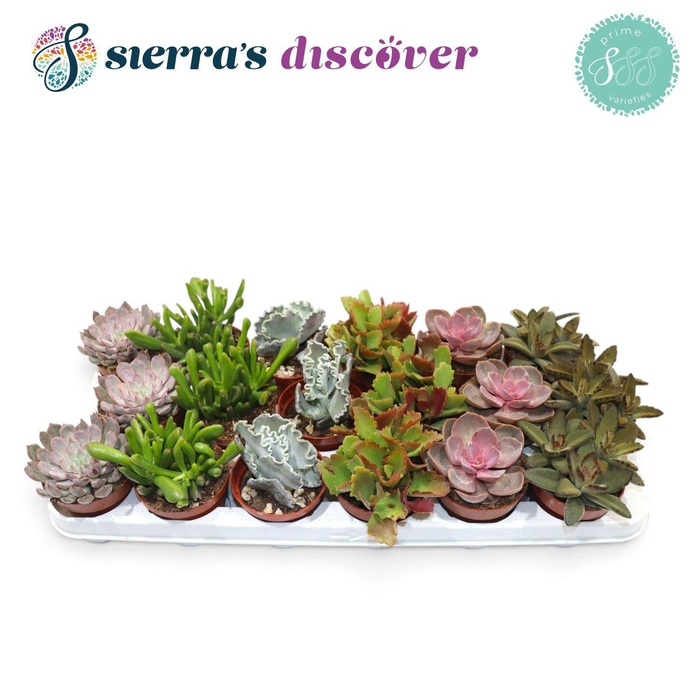 <h4>Discover® - Valencia Succulent Mix (Prime)</h4>