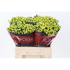 Hyp Smiley Rom 55cm