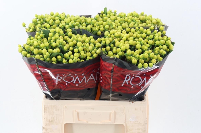 <h4>Hyp Smiley Rom 55cm</h4>