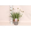 vaste planten 19 cm  Allium Lavender Bubbles