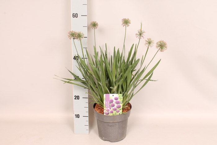 vaste planten 19 cm  Allium Lavender Bubbles