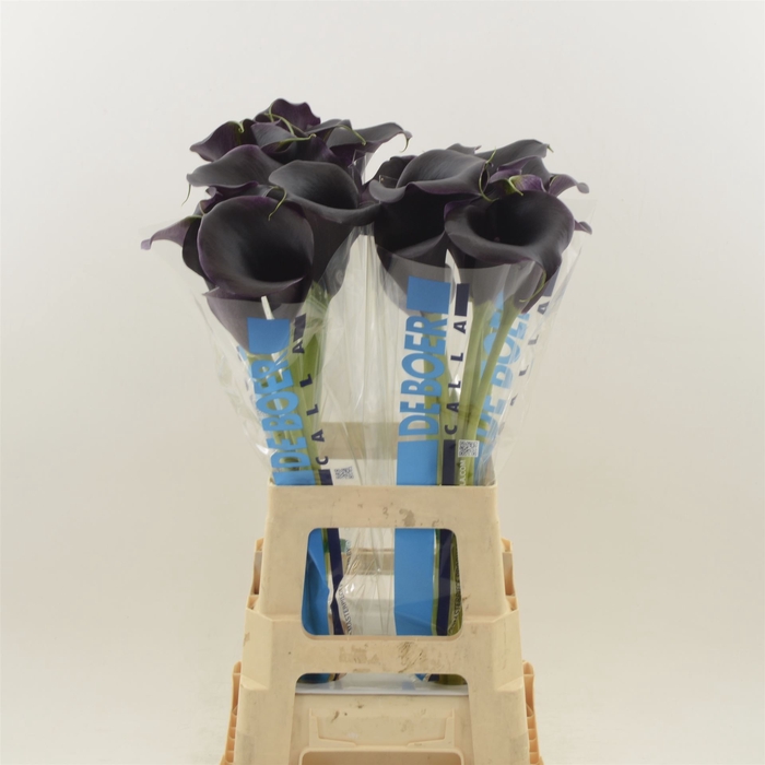 <h4>Calla Carrera</h4>
