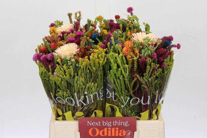 <h4>BQ Kaaps Groen Mandarin</h4>